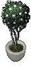 A Decorative Topiary