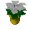A Poinsettia