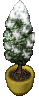 A Snowy Tree