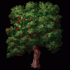 Apple Tree