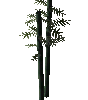 Bamboo