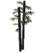 Bamboo
