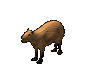 Capybara