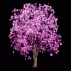 Cherry Blossom Tree