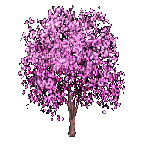 Cherry Blossom Tree