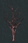 Cherry Blossom Trunk