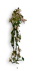 Creeping Vines
