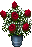 Happy Valentine's Roses
