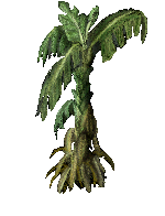 Large Banana Tree