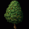 Peach Tree
