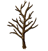 Peach Trunk