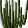 Pipe Cactus