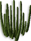 Pipe Cactus