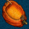 Pumpkin Rowboat