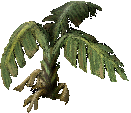 Small Banana Tree