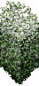 Snowy Hedge - Large