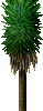 Yucca