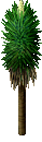 Yucca